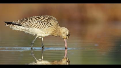 Kıyı çamurçulluğu