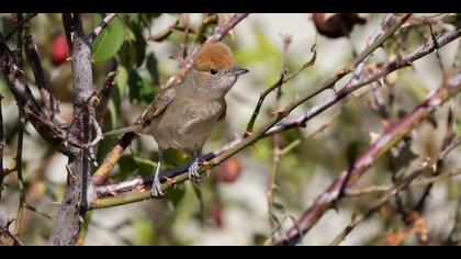 Karabaşlı ötleğen