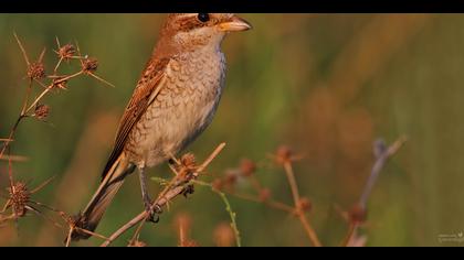 Kızılsırtlı örümcekkuşu