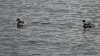 Karaboyunlu batağan