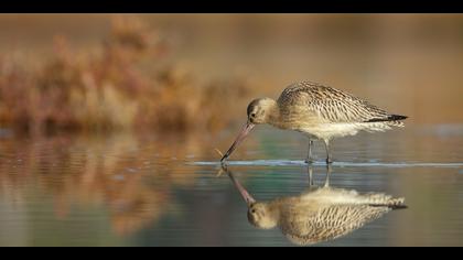 Kıyı çamurçulluğu