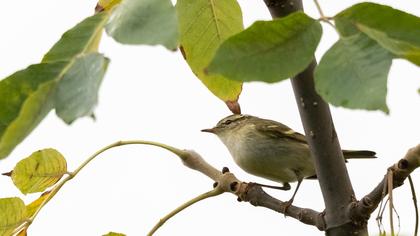 Sarıkaşlı çıvgın