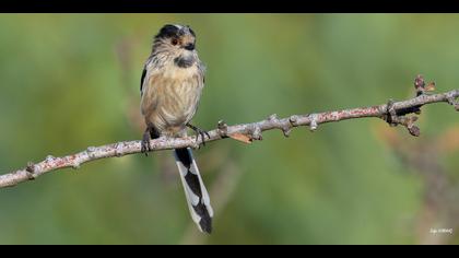 Uzunkuyruklu baştankara