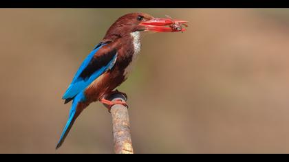 İzmir yalıçapkını