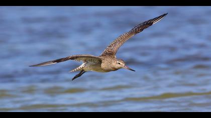 Kıyı çamurçulluğu