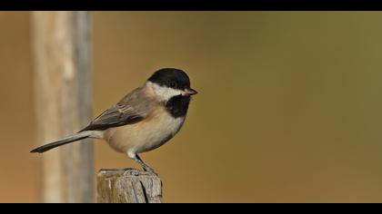 Akyanaklı baştankara