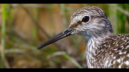 Orman düdükçünü