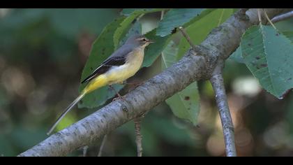Dağ kuyruksallayanı