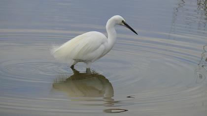 Küçük ak balıkçıl