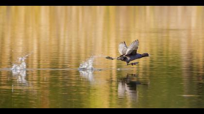 Sakarmeke » Eurasian Coot » Fulica atra
