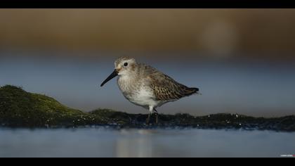 Karakarınlı kumkuşu