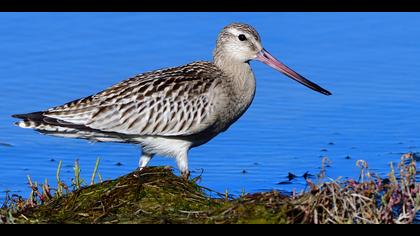 Kıyı çamurçulluğu