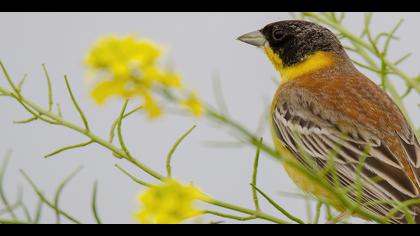 Karabaşlı kirazkuşu