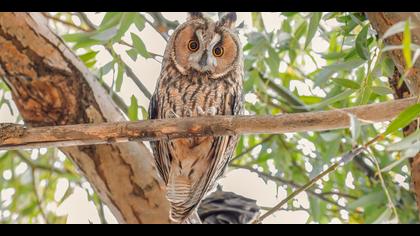 Kulaklı orman baykuşu