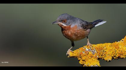 Bıyıklı ötleğen