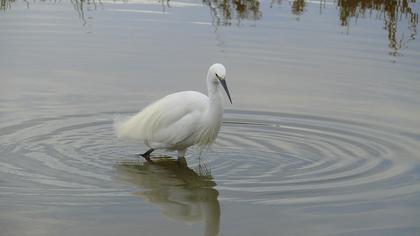 Küçük ak balıkçıl