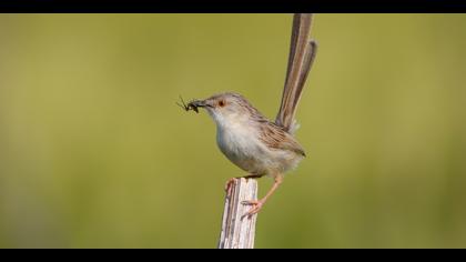 Dikkuyruklu ötleğen
