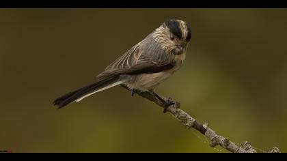 Uzunkuyruklu baştankara