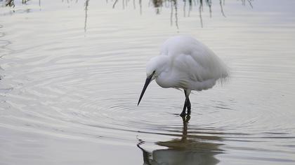 Küçük ak balıkçıl