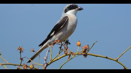 Karaalınlı örümcekkuşu