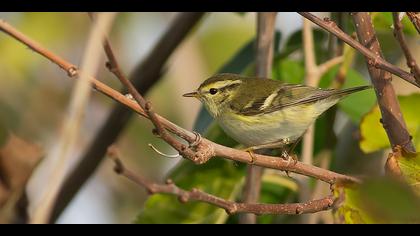 Sarıkaşlı çıvgın