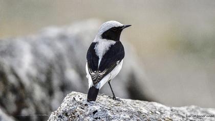 Aksırtlı kuyrukkakan