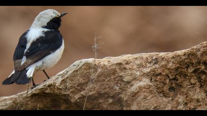 Aksırtlı kuyrukkakan