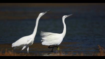 Küçük ak balıkçıl