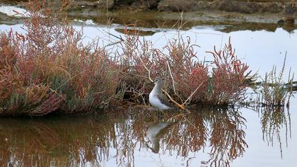Karakarınlı kumkuşu
