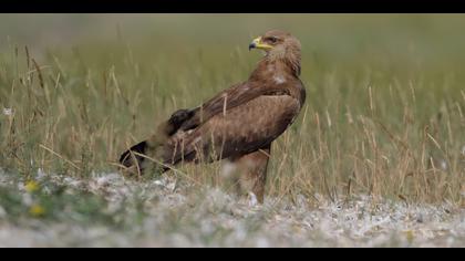 Küçük orman kartalı