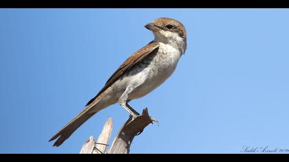 Kızılsırtlı örümcekkuşu