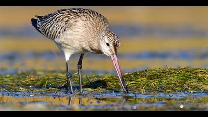 Kıyı çamurçulluğu