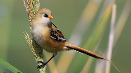 Bıyıklı baştankara