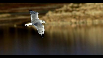 Büyük karabaş martı