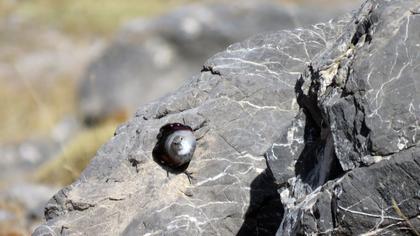 Duvar tırmaşıkkuşu