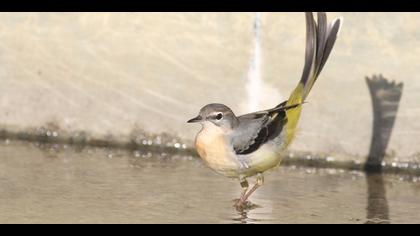 Dağ kuyruksallayanı » Grey Wagtail » Motacilla cinerea