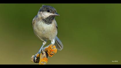 Akyanaklı baştankara