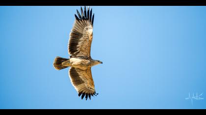 Şah kartal » Eastern Imperial Eagle » Aquila heliaca