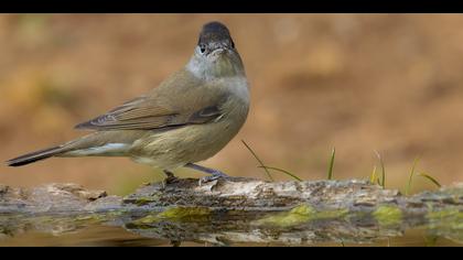 Karabaşlı ötleğen