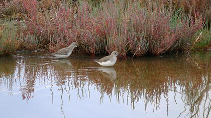 Karakarınlı kumkuşu