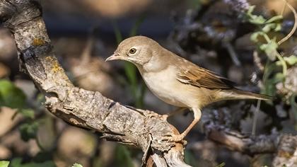 Akgerdanlı ötleğen