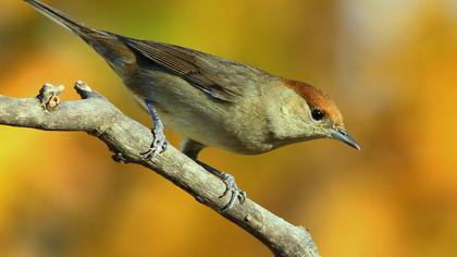 Karabaşlı ötleğen