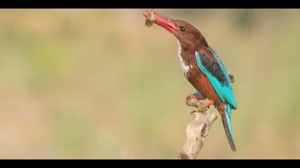 İzmir yalıçapkını