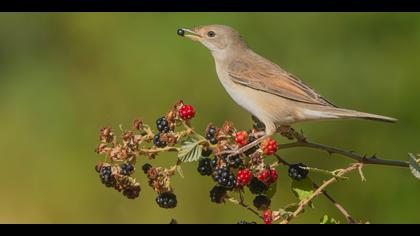 Akgerdanlı ötleğen