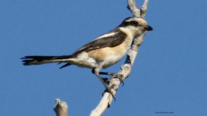 Maskeli örümcekkuşu