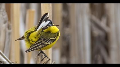 Sarı kuyruksallayan