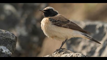 Karakulaklı kuyrukkakan