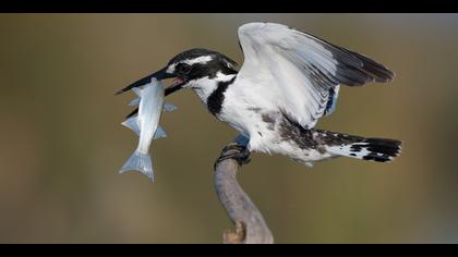 Alaca yalıçapkını
