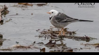 Ak kuyruksallayan » White Wagtail » Motacilla alba
