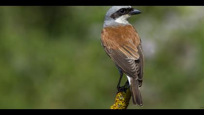 Kızılsırtlı örümcekkuşu